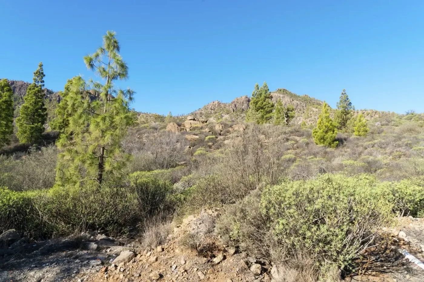 Sunny mountain landscape with lush greenery and rocky terrain in Gran Canaria.